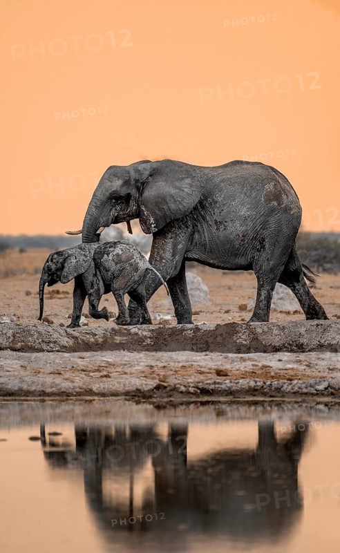 African elephant (Loxodonta africana), mother with young, at the waterhole, reflection, at sunset, Nxai Pan National Park, Botswana
