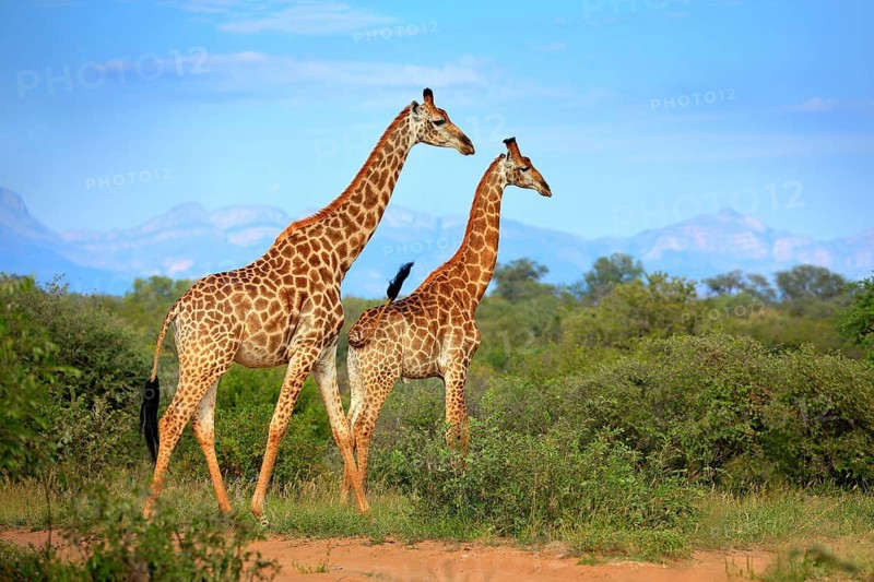 Two giraffes near the forest, Drakensberg Mountains in the background . Green vegetation with big animals. Wildlife scene from nature. Evening light Tshukudu, South Africa