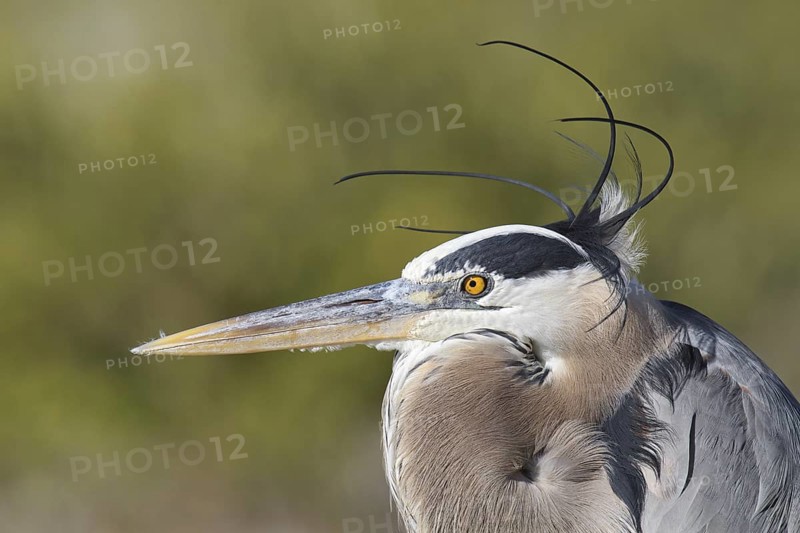 Great Blue Heron (Ardea herodias), Florida, USA