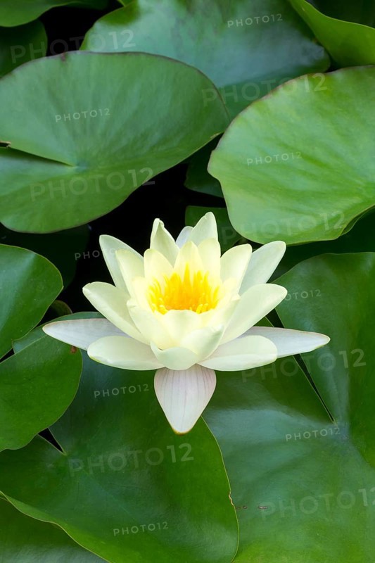 Water lily, white (Nymphaea alba), Baden-Württemberg, Germany