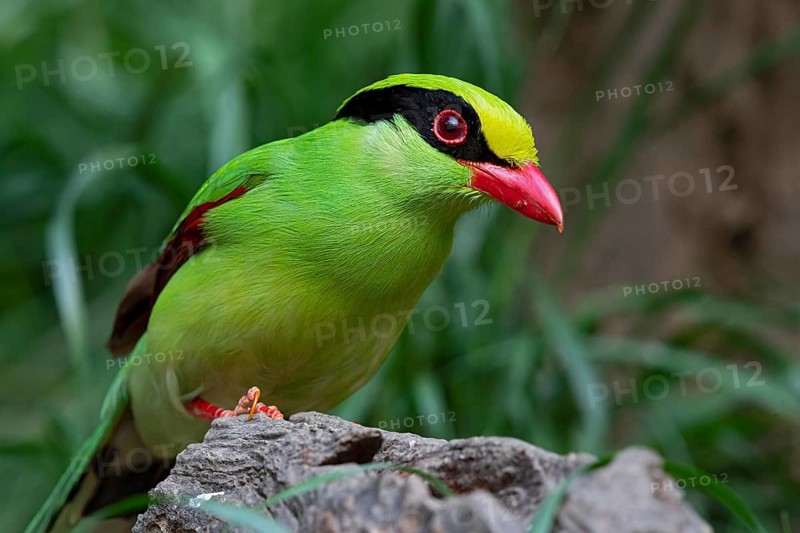 Common Green Magpie (Cissa chinensis chinensis), Yunnan, China