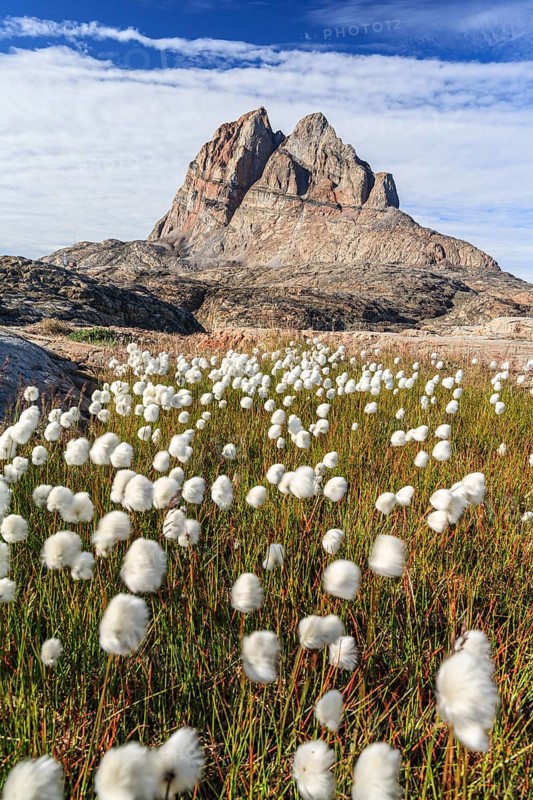 Cottongrass in front of a steep mountain, Heart Mountain, summer, sunny, Uummannaq, West Greenland, Greenland