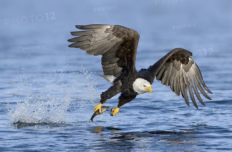 Bald Eagle (Haliaeetus leucocephalus) hunting, with fish prey in its claw, Alaska, USA