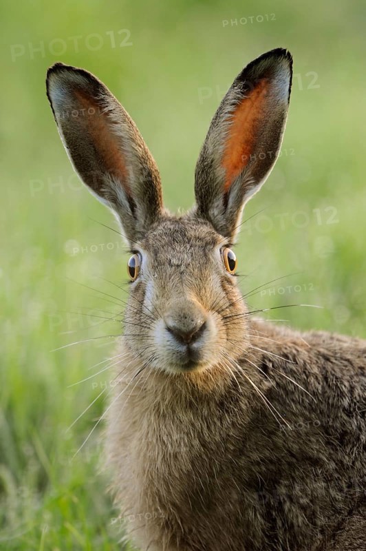 European Hare (Lepus europaeus) adult portrait, North Rhine-Westphalia, Germany