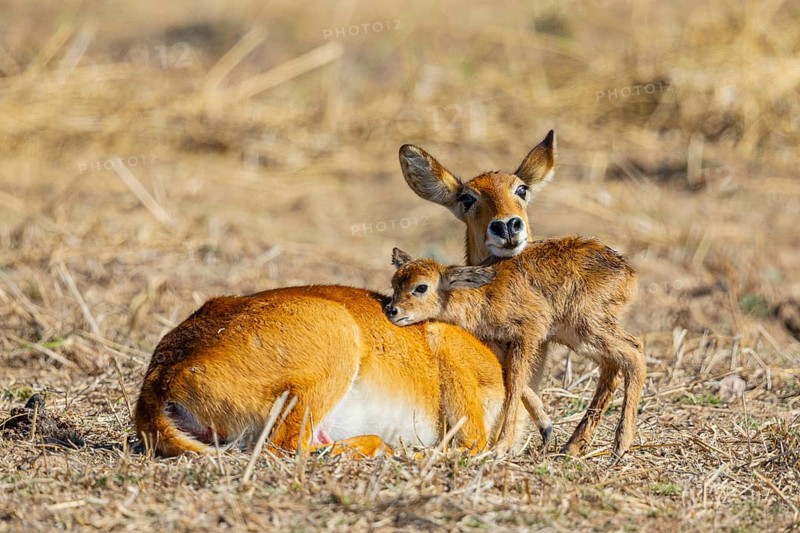 Puku (Kobus vardoni) female with new born fawn Zambia August