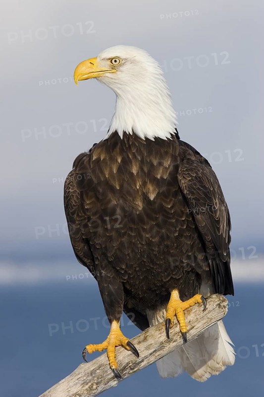 Bald Eagle Haliaeetus leucocephalus Homer, ALASKA, USA February Adult Accipitridae
