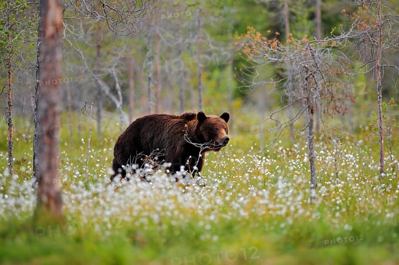 Bear with summer forest, wide angle with habitat. Beautiful brown bear walking around lake, fall colours. Big danger animal in habitat. Wildlife scene from nature, Russia
