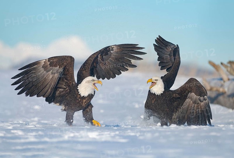 Bald Eagle (Haliaeetus leucocephalus) calling, perched on snow, Alaska, USA