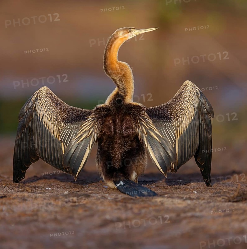 African darter (Anhinga rufa), Marakissa River Camp / Canoe tri, Marakissa, South Bank, Gambia