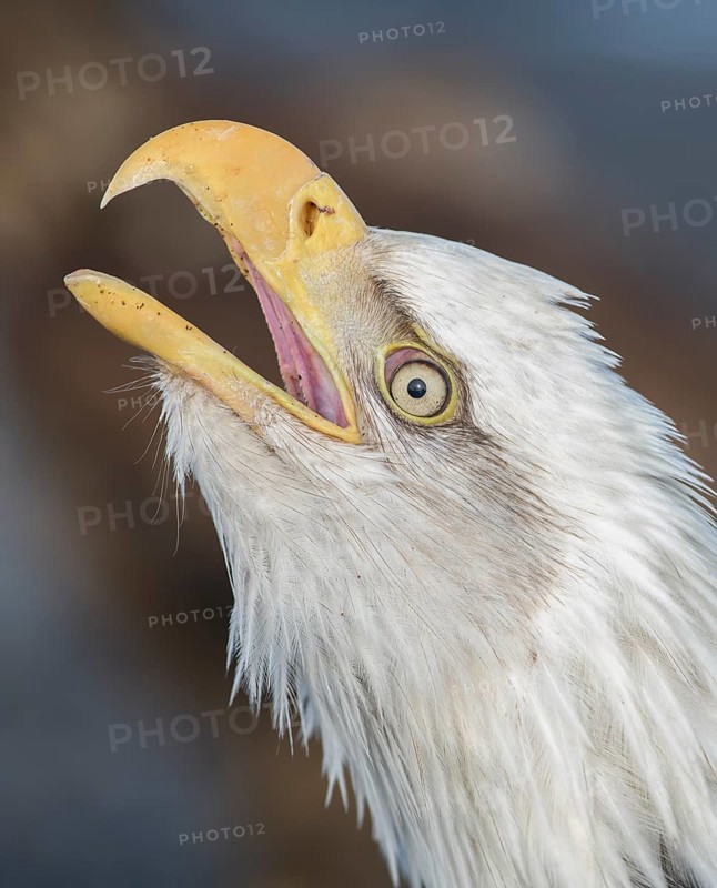 Bald Eagle (Haliaeetus leucocephalus), Alaska, USA