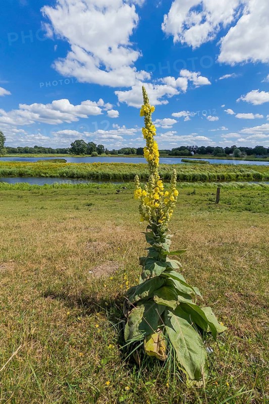 Mullein (Verbascum phlomoides), Steinhorst Basin, nature reserve, nature, Ems, tourism, landscape, Delbrücker Land, Steinhorst, Paderborn, Germany