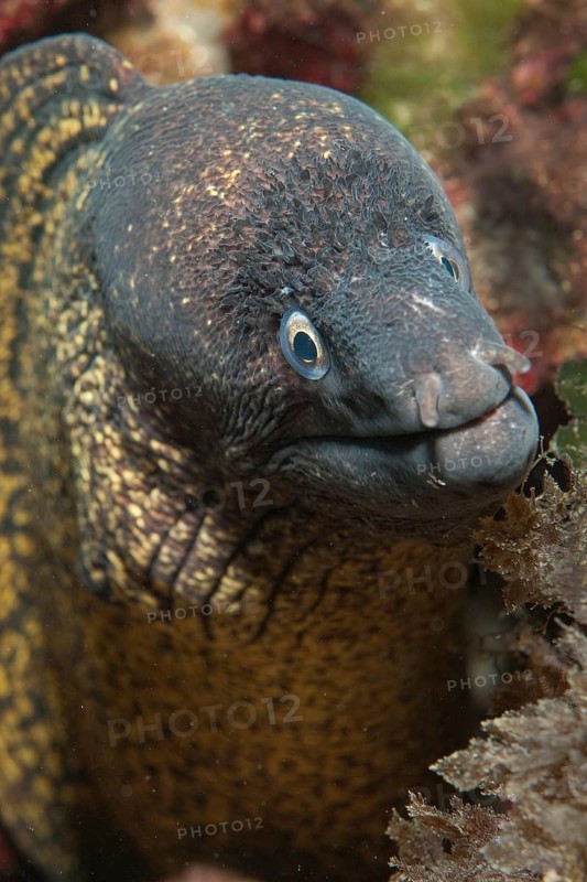 Portrait close-up of head of predatory fish mediterranean moray (Muraena helena) stretching towards viewer, Mediterranean Sea