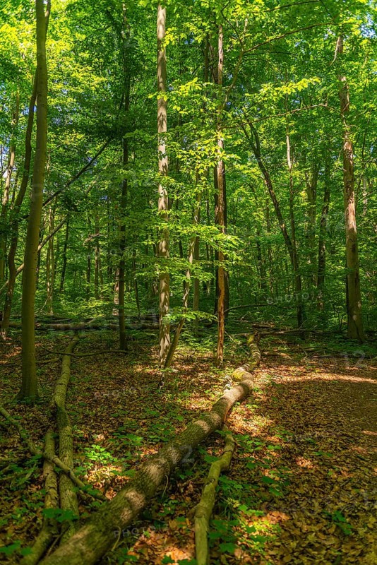 Tree fall on a hiking trail, UNESCO World Heritage Site and Hainich National Park, primeval forest, Bad Langensalza, Thuringia, Germany