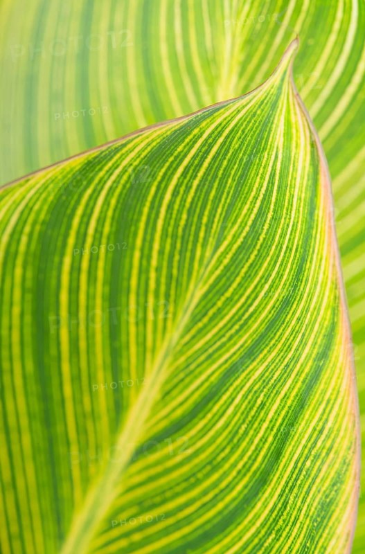 Green leaf texture background. Bad Salzschlirf, Hessen, Germany