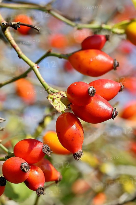 Ripe rosehip fruit of the dog rose (Rosa canina) on a branch, Wilnsdorf, North Rhine-Westphalia, Germany