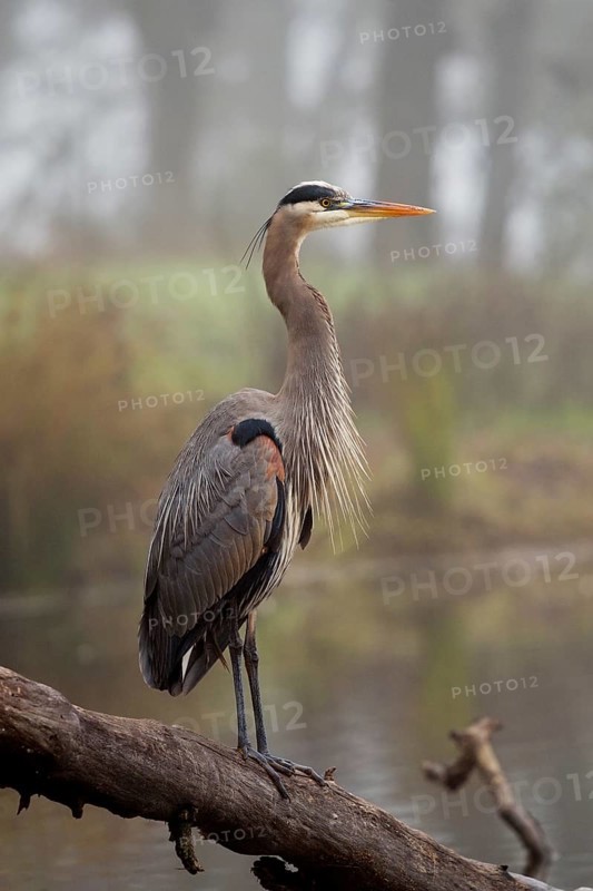 Great Blue Heron (Ardea herodias) Sacramento County California