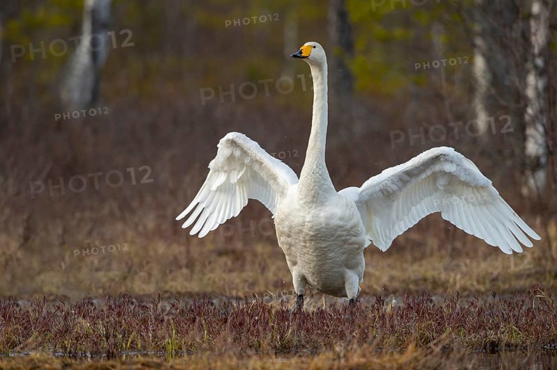 Whooper swan (Cygnus cygnus) at a lake in Sweden, Fågelsjö, Gävleborgs län, Sweden