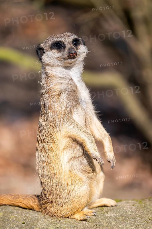 Meerkat (Suricata suricatta) standing sweet and curious in the desert, captive, occurrence Africa