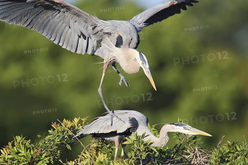 Great Blue Heron (Ardea herodias) mating, Florida, USA