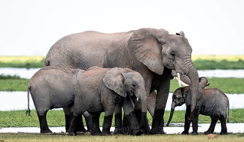 African elephant (Loxodonta africana) with baby, young and dam, Amboseli National Park, Rift Valley Province, Kenya