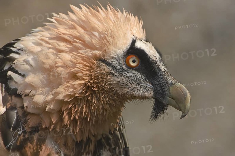 Bartgeier; lat. Gypaetus barbatus; Kopfportrait von der Seite