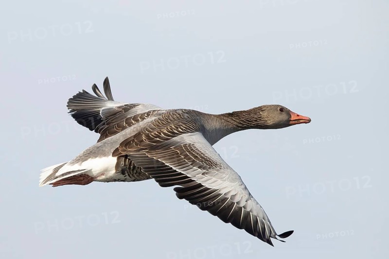 Greylag Goose (Anser anser) flying, Smaland, Sweden