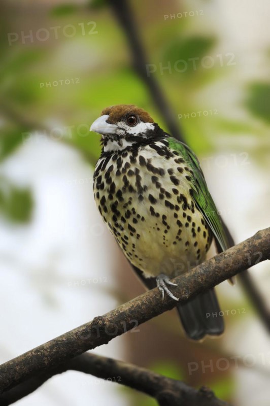 White-eared catbird (Ailuroedus buccoides), captive, occurring on New Guinea