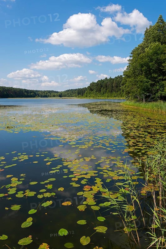 View of a lake with water lilies from the shore, surrounded by dense forests and cloudy sky, Lake Krzywe, Plaska, Powiat Augustowski, Podlaskie Voivodeship, Poland