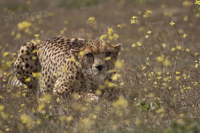 Cheetah (Acinonyx jubatus) male sneaking up to prey in blooming meadow, Castile-La Mancha, Spain