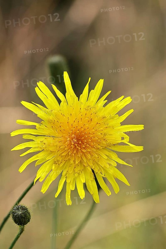Wiesenpippau (Crepis biennis), yellow flower by the wayside on the Moselle, Cochem, Rhineland-Palatinate, Germany