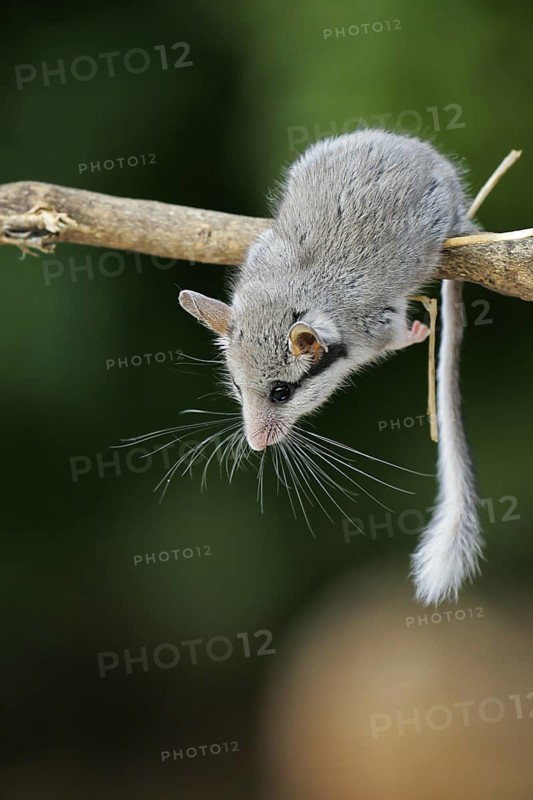 Gartenschläfer (Eliomys quercinus) adult Nahaufnahme auf Zweig, Spanien