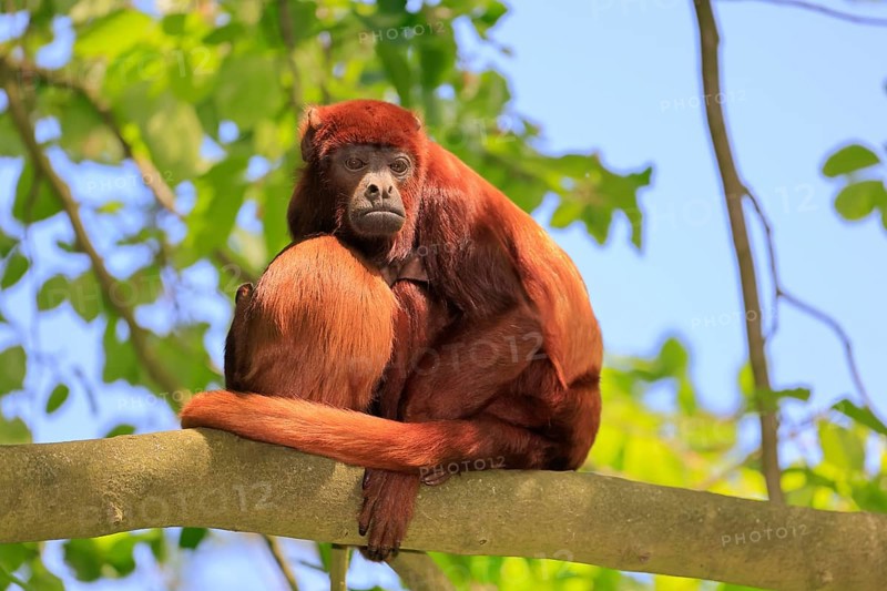 Venezuelan red howler (Alouatta seniculus), adult, female, juvenile, on tree, resting, South America