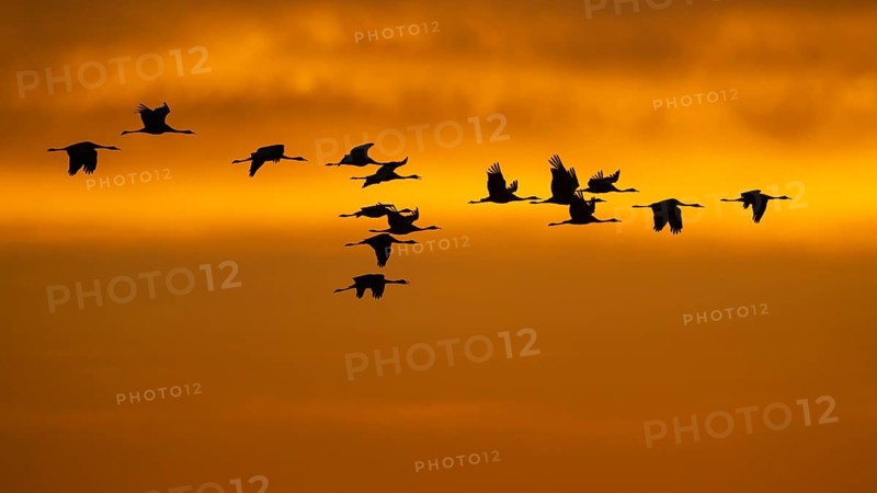 Cranes (grus grus) flying over the Baltic Sea at sunrise, Zingst, Mecklenburg-Vorpommern, Germany
