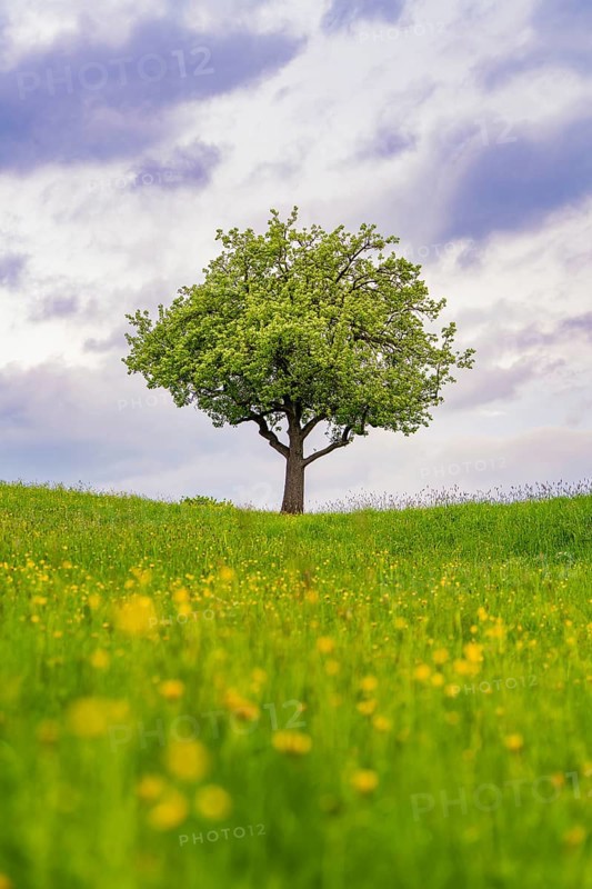 A single tree stands majestically in a blooming spring meadow under a cloudy sky, Gechingen, district of Calw, Germany