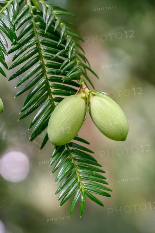 Japanese nutmeg-yew (Torreya nucifera), Arboretum Loismann, Ippenbüren, Lower Saxony, Germany