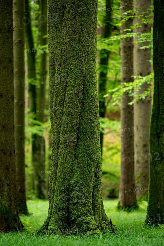 Moss-covered tree in forest meadow, Eppishausen, Unterallgäu, Bavaria, Germany