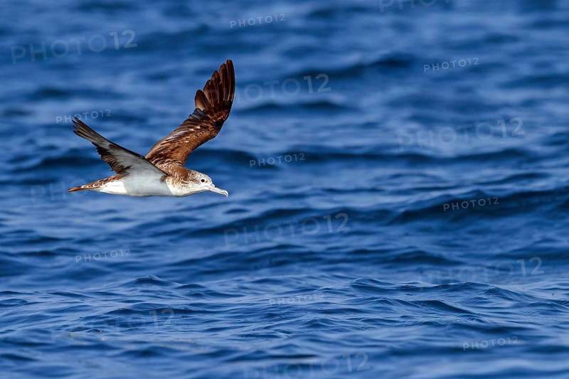 White-faced shearwater, White-faced shearwater, (Calonectris leucomelas), family of petrels, shearwater, animals, birds, flight photo, sea, Off Mirbat, Salalah, Dhofar, Oman
