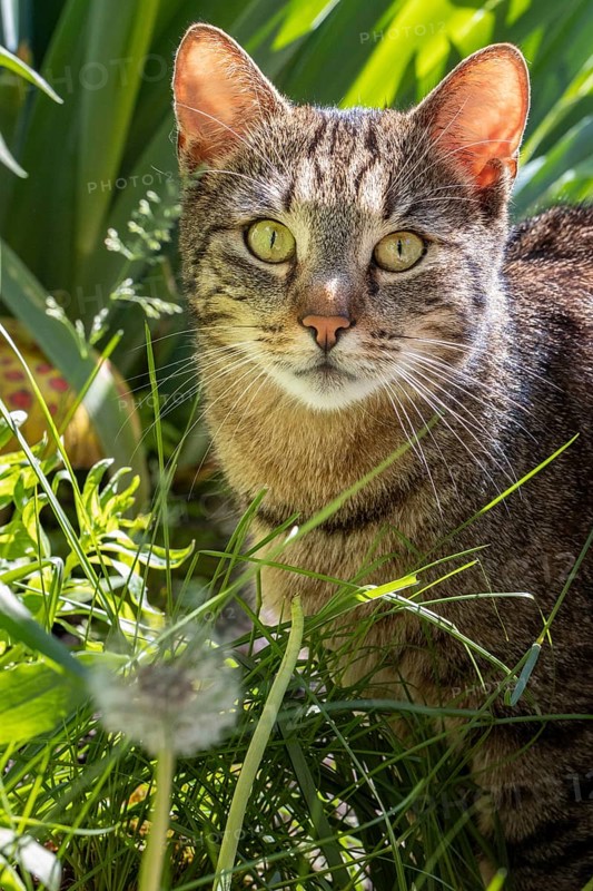 Tabby cat (Felis Catus) with alert eyes in green grass, surrounded by plants, Neunkirchen, Lower Austria, Austria