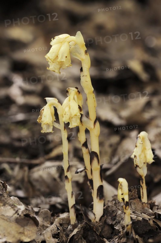 Spruce asparagus (Monotropa hypopitys, Hypopitys monotropa), North Rhine-Westphalia, Germany