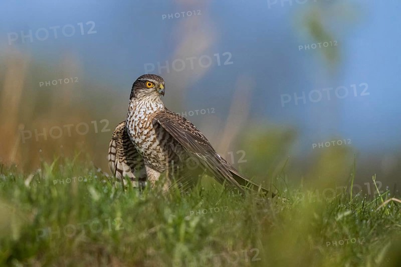 Eurasian Sparrowhawk (Accipiter nisus) female perched on the ground, North Rhine-Westphalia, Germany