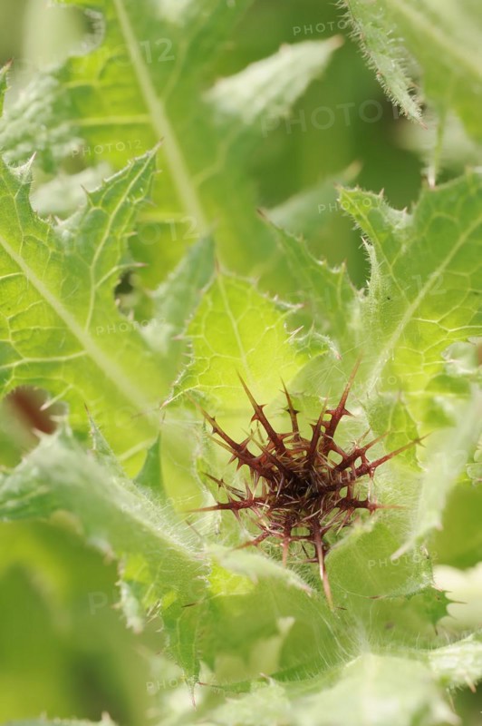 Benedict's weed (Centaurea benedicta, Cnicus benedictus), flower bud, medicinal plant, North Rhine-Westphalia, Germany