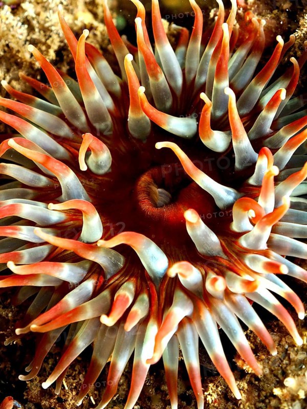 Dahlia anemone (Urticina felina), sea anemone, with long tentacles on the seabed. Dive site Maharees Islands, Castlegregory, Co. Kerry, Irish Sea, North Atlantic, Ireland