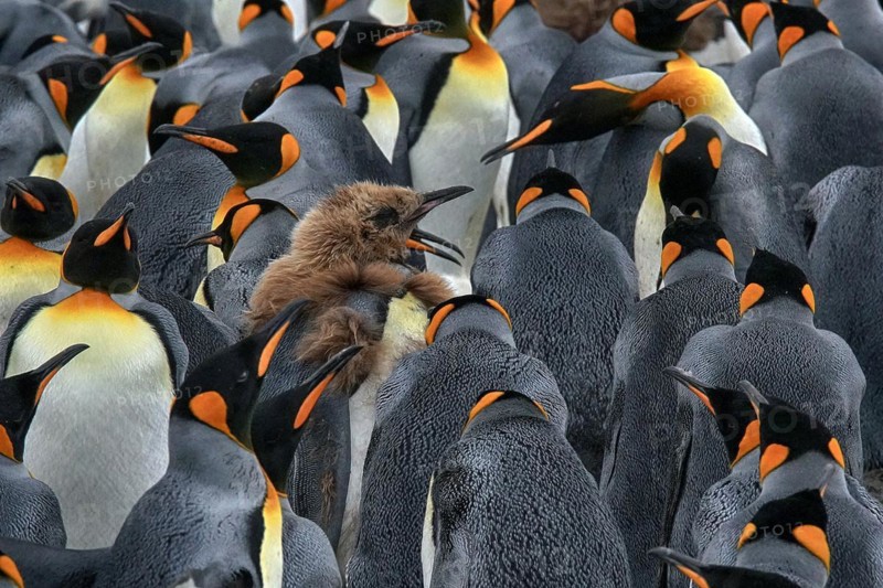 Antarctica, South Georgia, snow, ice, winter, king penguin (Aptenodytes patagonicus), colony, Salisbury Plain, colony, Salisbury Plain, South Georgia, Antarctica