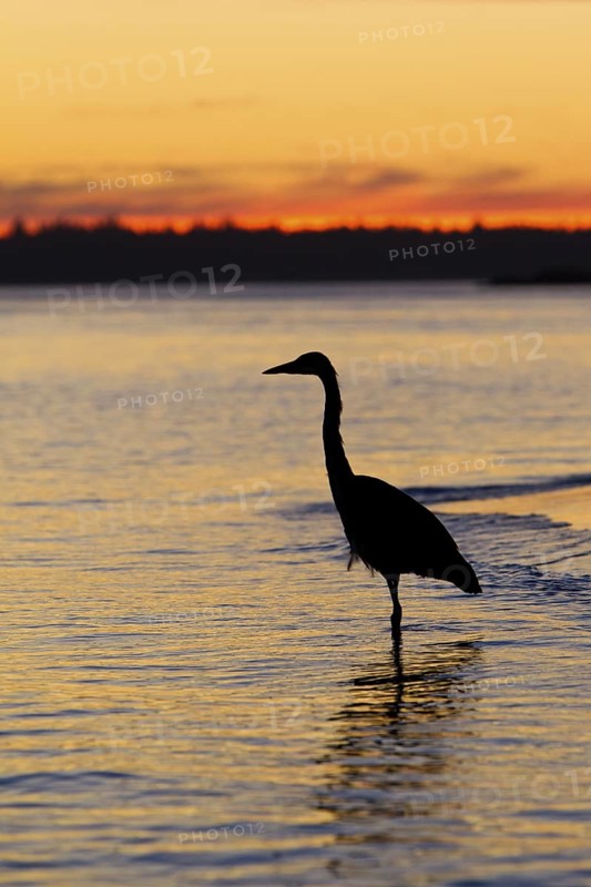 Great Blue Heron (Ardea herodias), British Columbia, Canada