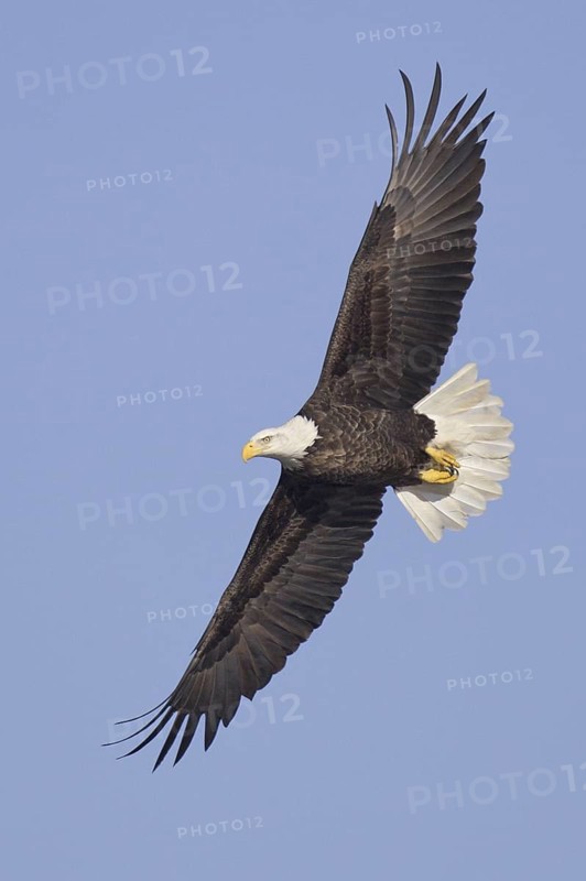 Bald Eagle (Haliaeetus leucocephalus) flying, Iowa, USA