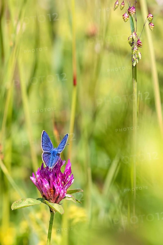 Mazarine blue (Cyaniris semiargus) butterfly on a red clover (Trifolium pratense) in a grass meadow