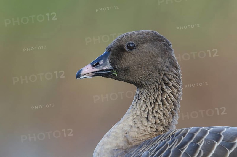 Pink-footed Goose (Anser brachyrhynchus), Schleswig-Holstein, Germany