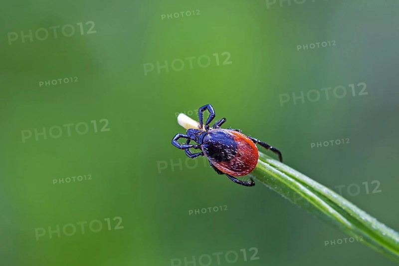 Castor Bean Tick on blade of grass, (Ixodes ricinus), animals, insects, beetles, mites, biotope, habitat, shield ticks, tick, tick species, Baden-Württemberg, Federal Republic of Germany