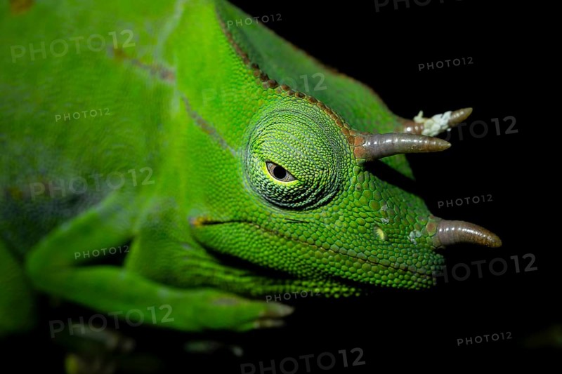 Usambara three-horned chameleon (Trioceros deremensis), chameleon on a branch at night, Amani Nature Forest Reserve, Eastern Usambara Mountains, Tanga, Tanzania