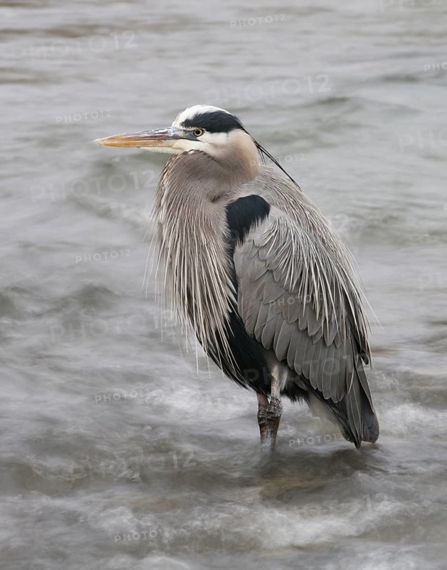 A Great_Blue Heron stands motionless in rushing water at Nimbus Fish Hatcherey, Rancho Cordova California